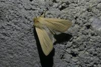 Mythimna pallens