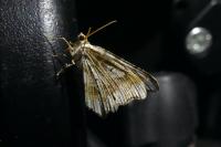 Macaria alternata