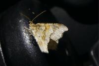 Macaria alternata
