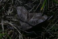 Dendrolimus pini pini