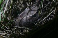 Dendrolimus pini pini