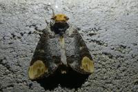 Phalera bucephala