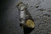 Phalera bucephala