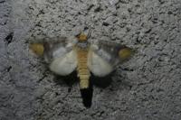 Phalera bucephala