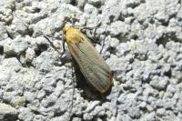 Katha depressa