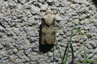 Agrotis puta