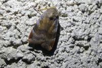 Noctua janthe/janthina