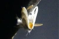 Sphrageidus similis