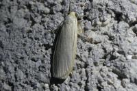Collita griseola