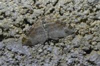 Xanthorhoe spadicearia/ferrugata