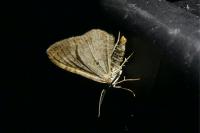 Xanthorhoe spadicearia/ferrugata