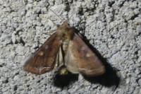 Lacanobia oleracea