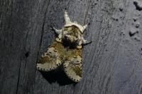 Furcula furcula