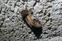 Notodonta ziczac