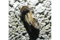 Notodonta ziczac