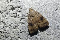 Amphipyra pyramidea
