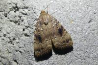Amphipyra pyramidea