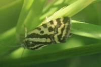 Emmelia trabealis