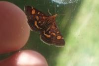 Pyrausta purpuralis