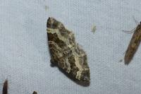 Epirrhoe alternata