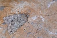 Dichagyris renigera renigera