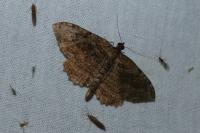 Philereme transversata