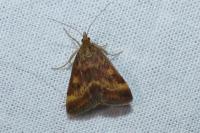 Pyrausta despicata