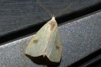 Rivula sericealis