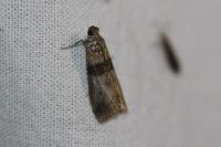 Sciota rhenella