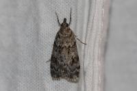 Scoparia ambigualis/basistrigalis