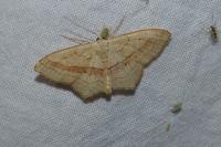 Scopula imitaria
