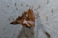 Selenia tetralunaria