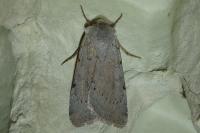 Xestia ashworthii candelarum