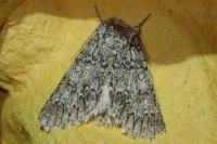 Acronicta euphorbiae