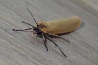 Indalia lutarella