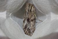Apamea monoglypha monoglypha
