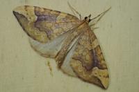 Eulithis populata