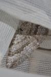 Scotopteryx bipunctaria