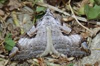 Aplocera praeformata