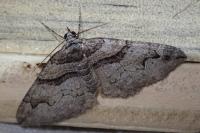 Pareulype berberata berberata