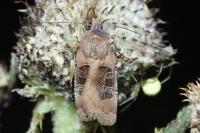 Chersotis cuprea