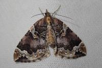 Eulithis prunata