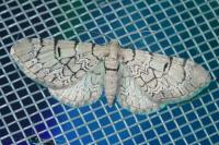 Eupithecia venosata
