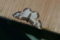 Lomaspilis marginata