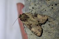 Apamea epomidion