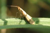 Homoeosoma sinuella