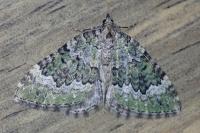 Colostygia olivata