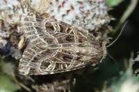 Sideridis reticulata