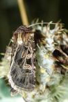 Chersotis ocellina ocellina