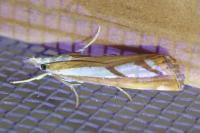 Catoptria gr. permutatellus